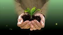 Two hands cupped together holding soil and a small green seedling